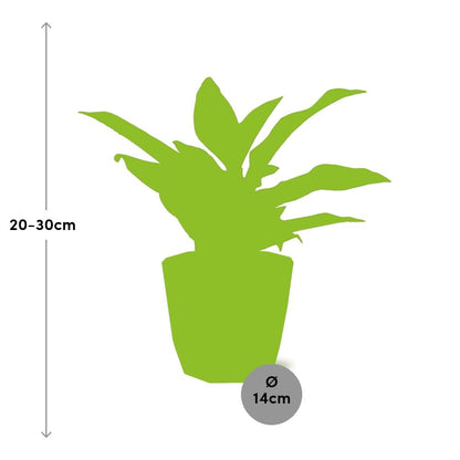 Aglaonema Crete in ELHO b.for rock 14 cm warm grey - Pflanzfix24
