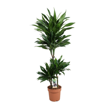 Dracaena Green Jewel 60-30-15 - Pflanzfix24