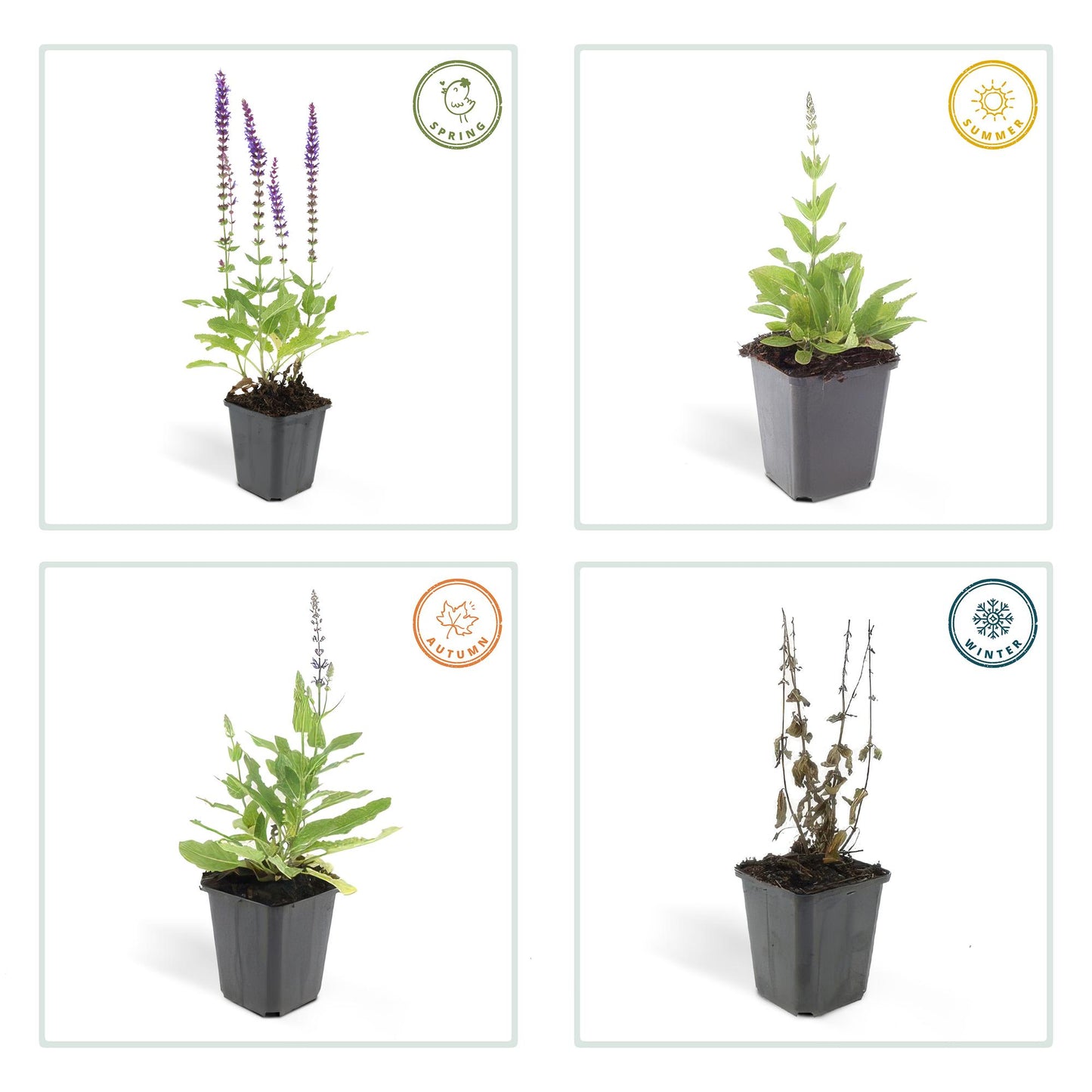 40x Salvia nemorosa 'Ostfriesland' lila Blütenstaude | Pflanzfix24