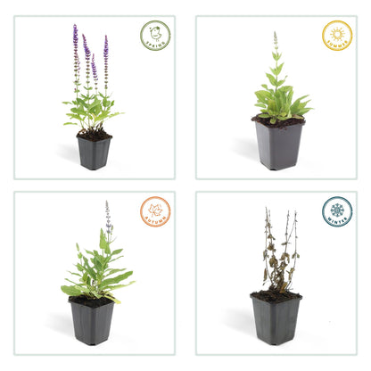 40x Salvia nemorosa 'Ostfriesland' lila Blütenstaude | Pflanzfix24