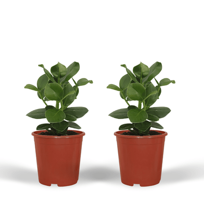 Clusia Princess (Signaturbaum) - 2 Stücke - Ø12cm - ↕15cm - Pflanzfix24.de - Pflanzfix24.de