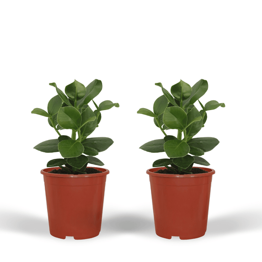 Clusia Princess (Signaturbaum) - 2 Stücke - Ø12cm - ↕15cm - Pflanzfix24.de - Pflanzfix24.de