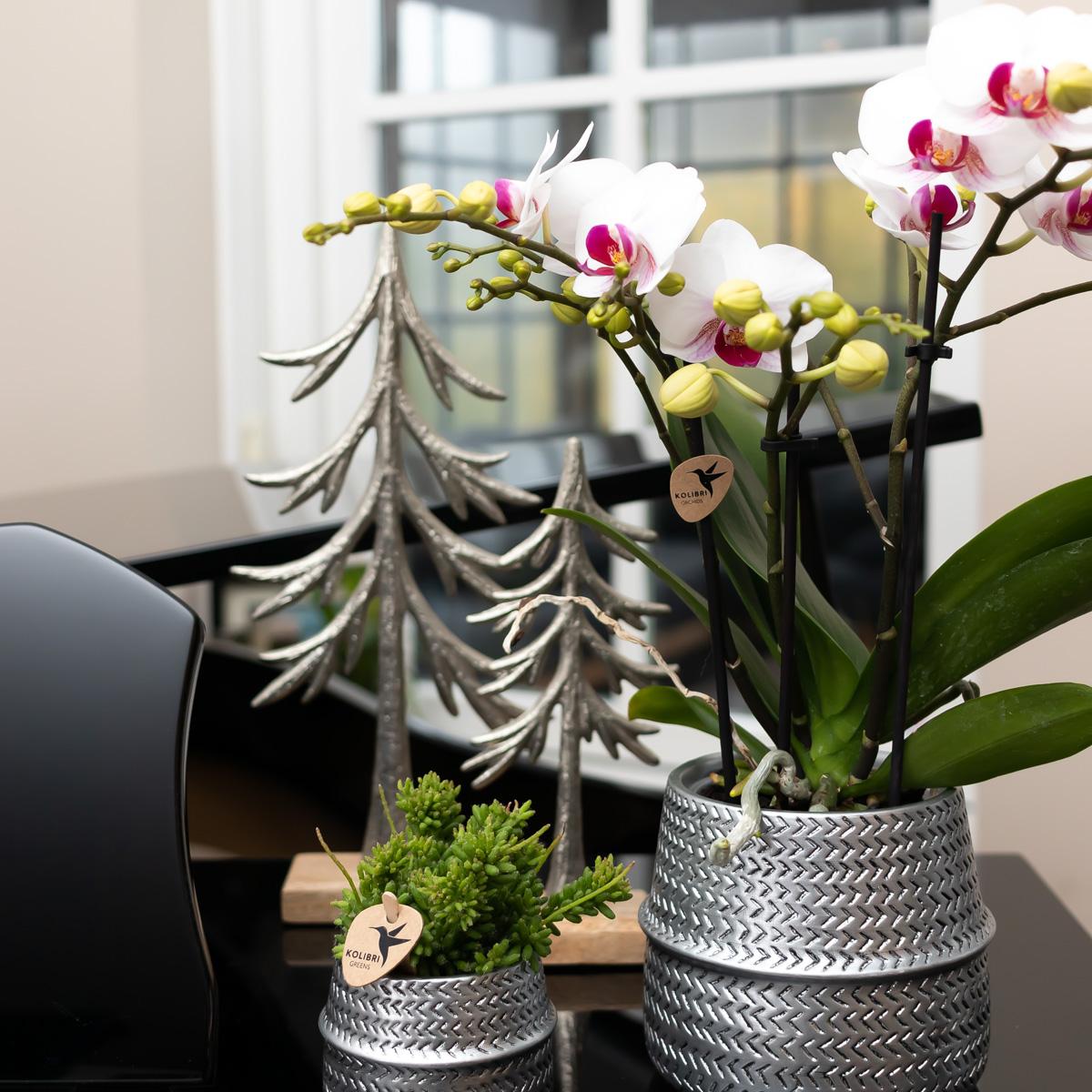 Kolibri Orchideen Phalaenopsis Mineral Gibraltar Weiß Ø9cm – Pflanzfix24.de - Pflanzfix24.de