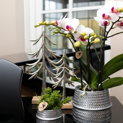 Kolibri Orchideen Phalaenopsis Mineral Gibraltar Weiß Ø9cm – Pflanzfix24.de - Pflanzfix24.de