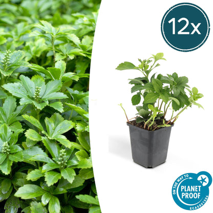 12x Pachysandra 'Green Carpet' – immergrüner Bodendecker | Pflanzfix24.de - Pflanzfix24.de