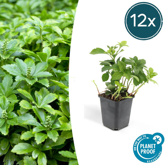 12x Pachysandra 'Green Carpet' – immergrüner Bodendecker | Pflanzfix24.de - Pflanzfix24.de