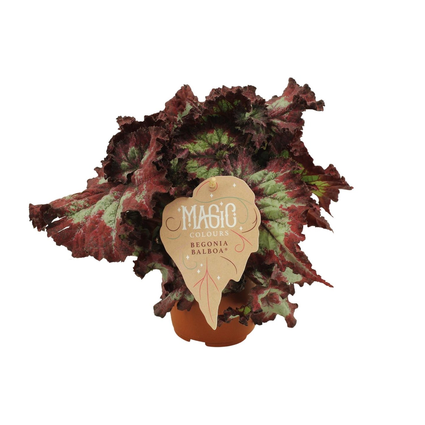 Begonia Rex Balboa - Ø12 ↕25 von Pflanzfix24