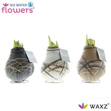 No Water Flowers Waxz Art Rembrandt - 3 Stück - Ø7 cm - ↕15 cm bei Pflanzfix24
