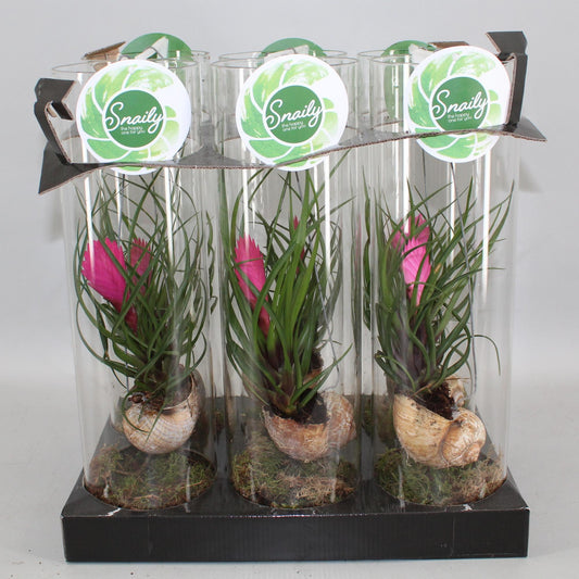 Tillandsia Cyanea Ø11cm – Luftpflanze | Pflanzfix24.de - Pflanzfix24.de