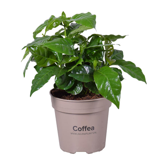 Coffea Arabica - Ø15cm - ↕45cm - Pflanzfix24