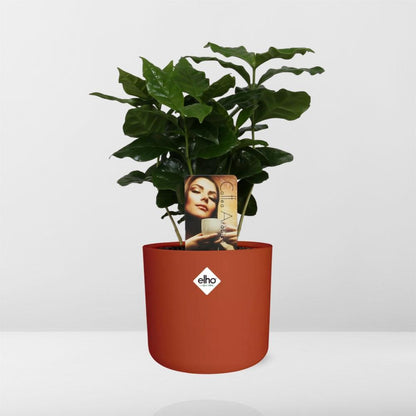 Coffea Arabica in ELHO b.for soft rond 14cm brique - Pflanzfix24