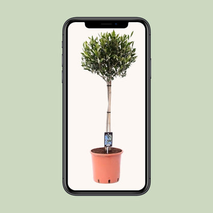 Olea Olijf - Ø22cm - ↕90cm - Pflanzfix24