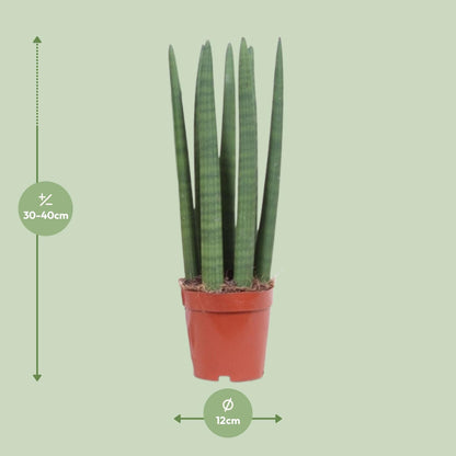 Sansevieria Straight Ø12cm | Pflanzfix24.de - Pflanzfix24.de