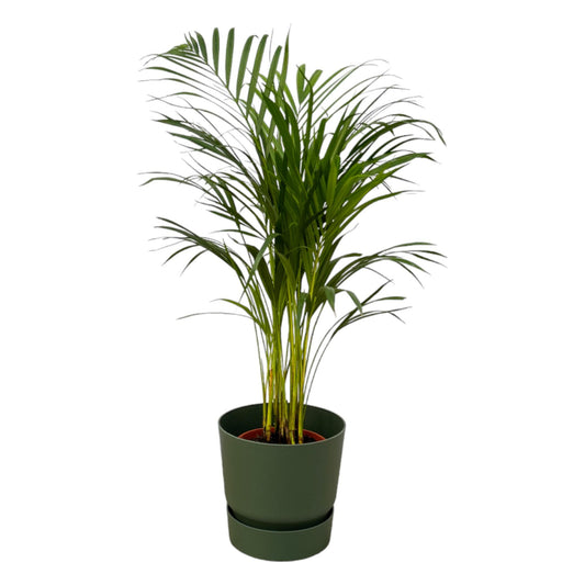 Areca Palm - Ø19cm - Inkl. elho Greenville Round Topf - Pflanzfix24
