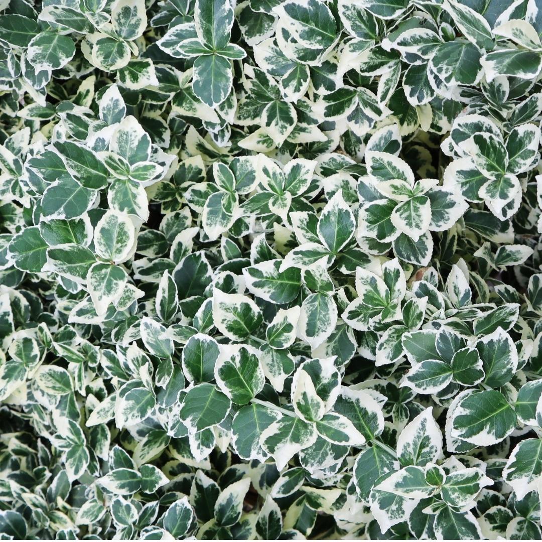 Pflanzfix24 - 1 Meter Bunte Spindelstrauch Hecke - 6 winterharte Heckenpflanzen
