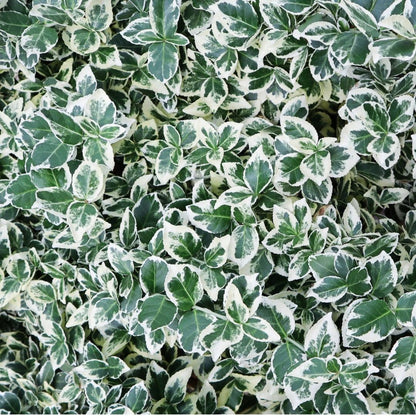 Pflanzfix24 - 1 Meter Bunte Spindelstrauch Hecke - 6 winterharte Heckenpflanzen