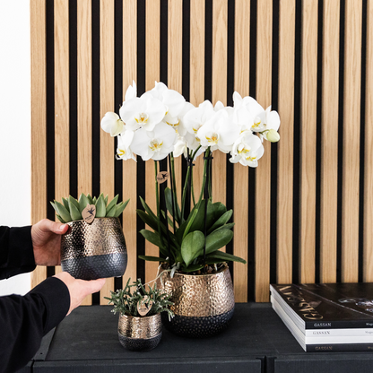 2x Orchidee Weiß Ø12 cm – Phalaenopsis Kombi-Set | Pflanzfix24.de - Pflanzfix24.de