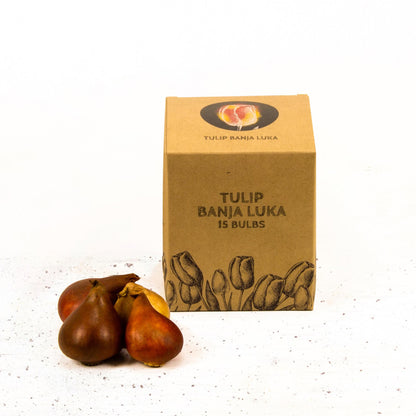 Flowerbulbs Amsterdam - Banja Luka - 15 Blumenzwiebeln - Größe 12+ - Pflanzfix24