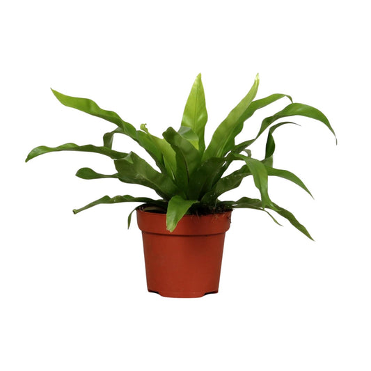 Asplenium Antiquum Ø12cm – pflegeleichter Zimmerfarn | pflanzfix24