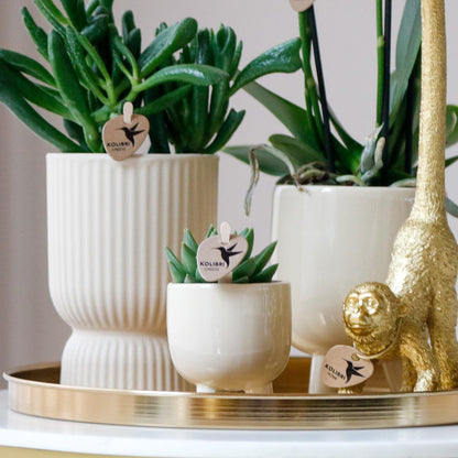 Pflanzset Luxury Living – Orchidee & Grünpflanzen | Pflanzfix24.de - Pflanzfix24.de