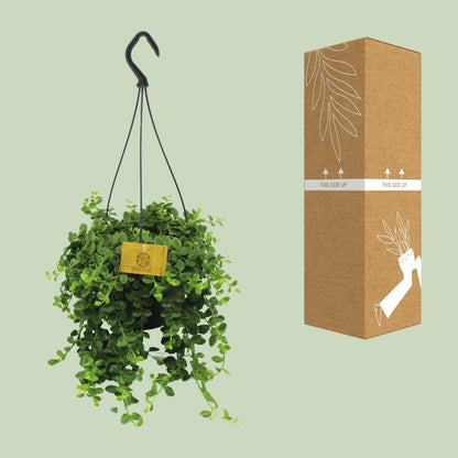 Kalanchoe Mangini - Ø15cm - ↕40cm - Pflanzfix24