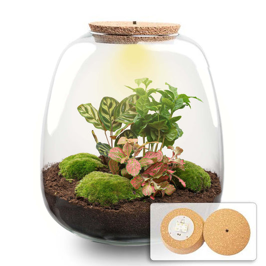 Plant Terrarium Emma DIY Kit mit Coffea Red & LED | Pflanzfix24.de - Pflanzfix24.de