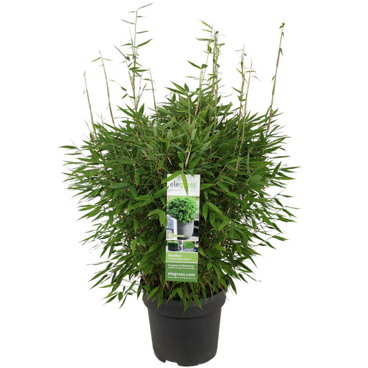 Fargesia 'Moontears'Â® Boobux - Ø29cm - ↕70cm - Pflanzfix24.de - Pflanzfix24.de