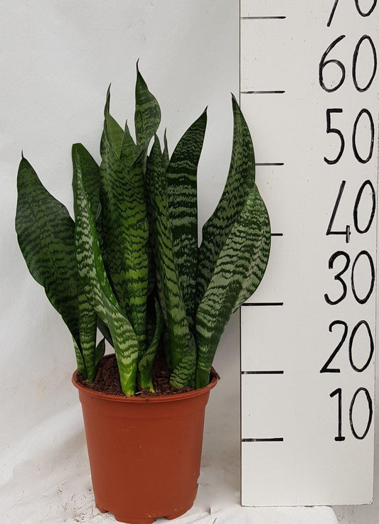 Sanseveria Black Coral - Ø21cm - ↕60cm - Pflanzfix24