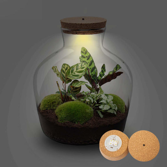 Terrarium Fat Joe mit LED – Pflanzfix24.de – Komplettset 30 cm - Pflanzfix24.de