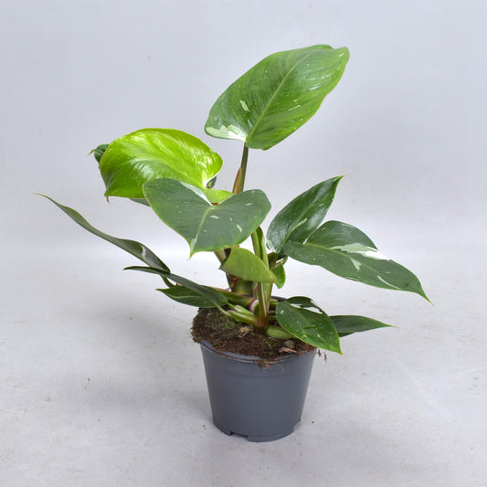 Philodendron White Princess (Decorum) - Ø14cm - ↕35cm - Pflanzfix24