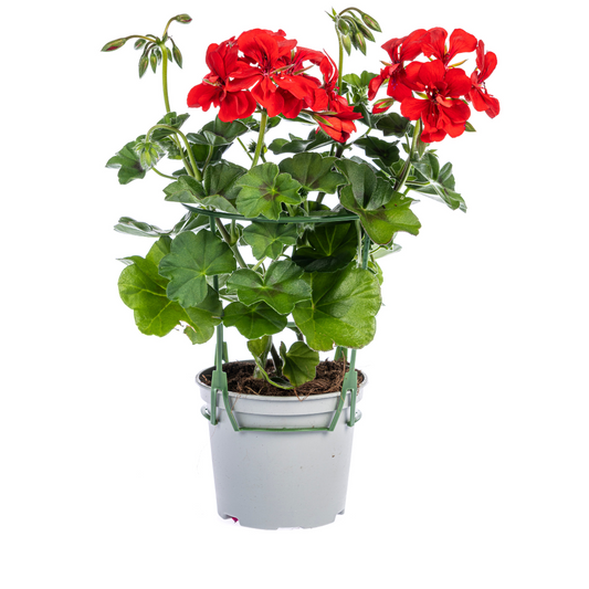 8x Pelargonium peltatum Rot Ø12 cm - ↕20 cm - Pflanzfix24
