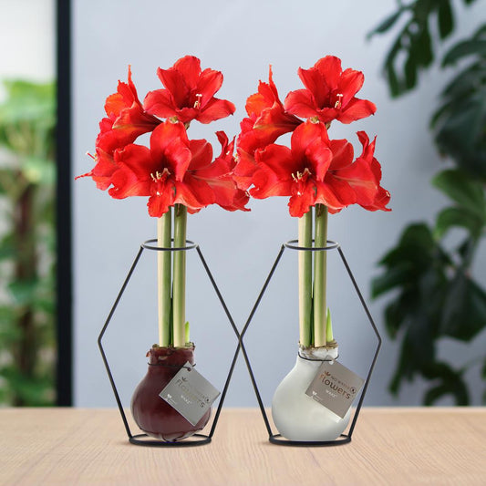 No Water Flowers® (wax amaryllis) | Formz Modern Mix (2 pack) + Red flower - Pflanzfix24