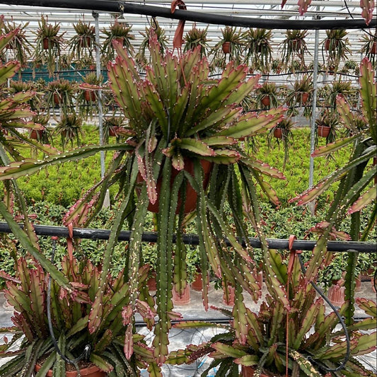 Lepismium Cruciforme Red Tip - Ø21 ↕70 bei Pflanzfix24
