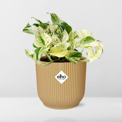 Epipremnum Pinnatum Happy Leaf in ELHO Vibes Fold 14cm geel - Pflanzfix24