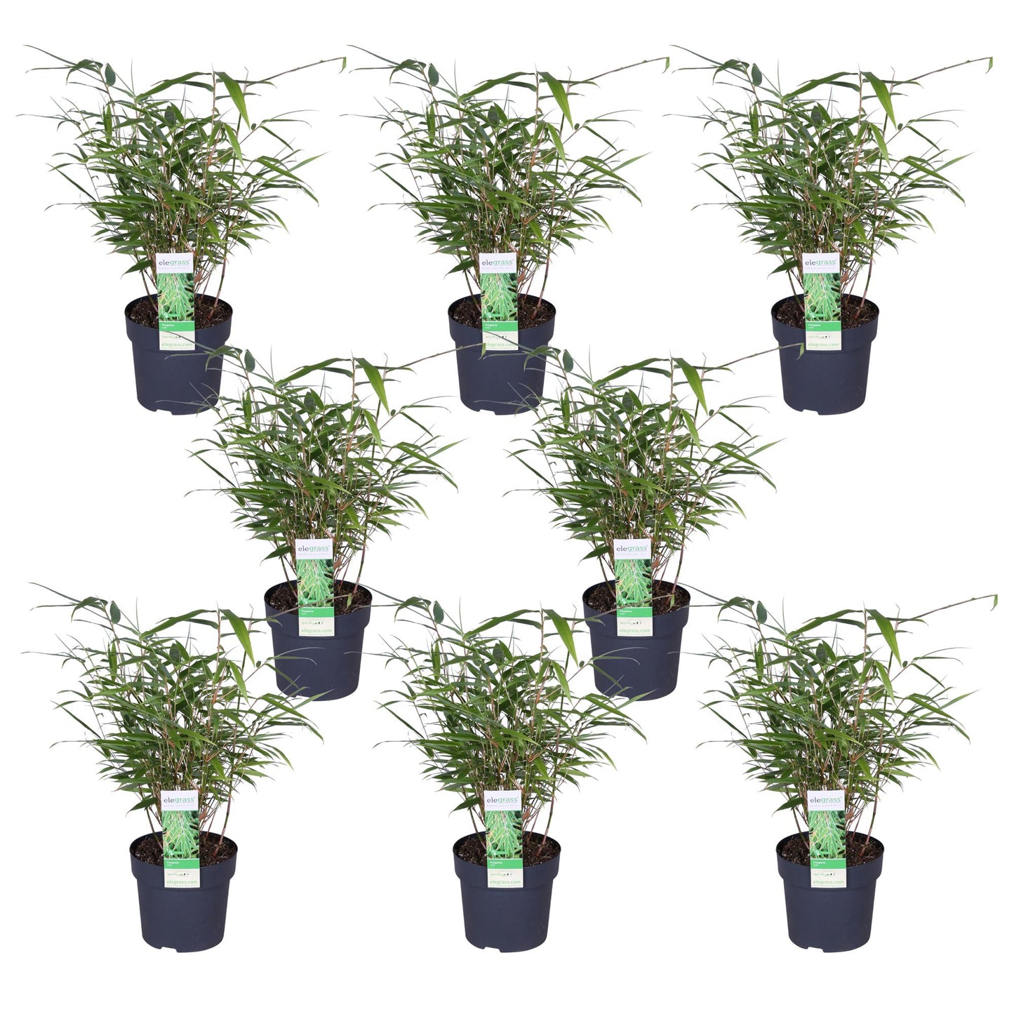 8x Fargesia rufa - ↨40cm - Ø14 | pflanzfix24