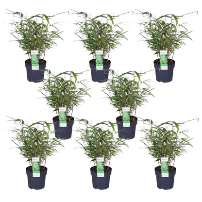 8x Fargesia rufa - ↨40cm - Ø14 | pflanzfix24