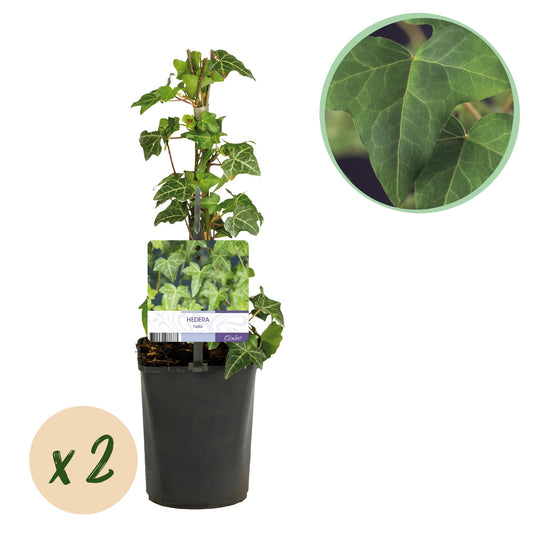 GreenboutiQ - Kletterpflanze - Hedera helix - Blätter grün - Immergrün - 2 Pflanzen - Topf 11cm Höhe 40cm - Pflanzfix24.de - Pflanzfix24.de