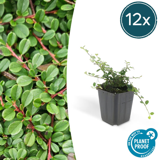 12x Cotoneaster 'Streib’s Findling' | Flacher Bodendecker – Pflanzfix24.de - Pflanzfix24.de