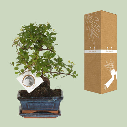 Bonsai 'Sageretia' – S-Form – Ø15 cm – Höhe ca. 15 cm | Eleganter Indoor-Bonsai von Pflanzfix24