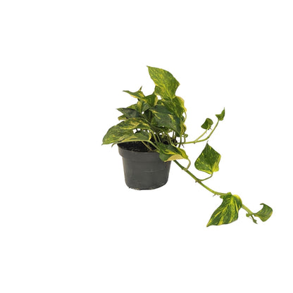Scindapsus Epipremnum N'joy Gold - Ø12cm - Pflanzfix24