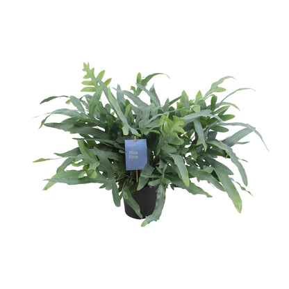 Phlebodium Aureum Blue Star 50cm Ø17cm – Goldfarn | Pflanzfix24.de - Pflanzfix24.de