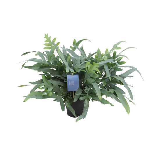 Phlebodium Aureum Blue Star 50cm Ø17cm – Goldfarn | Pflanzfix24.de - Pflanzfix24.de