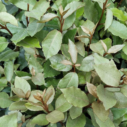 25 Große Ölweide Pflanzen - pflanzfix24