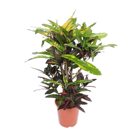 Codiaeum Mango (Croton Mango) - Ø27cm - ↕110cm bei Pflanzfix24