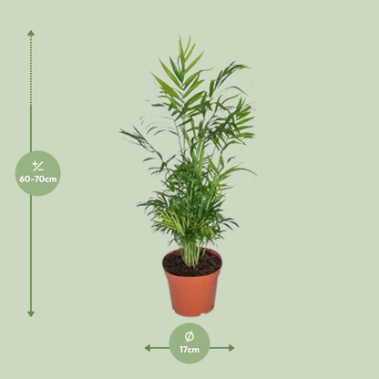 Chamaedorea Elegans - Mexikanische Bergpalme - Ø17cm - ↕55cm - Pflanzfix24.de - Pflanzfix24.de