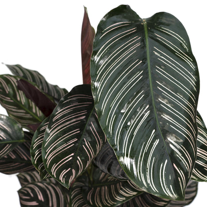 Calathea Ornata - Ø19cm - ↕75cm bei Pflanzfix24.de - Pflanzfix24.de
