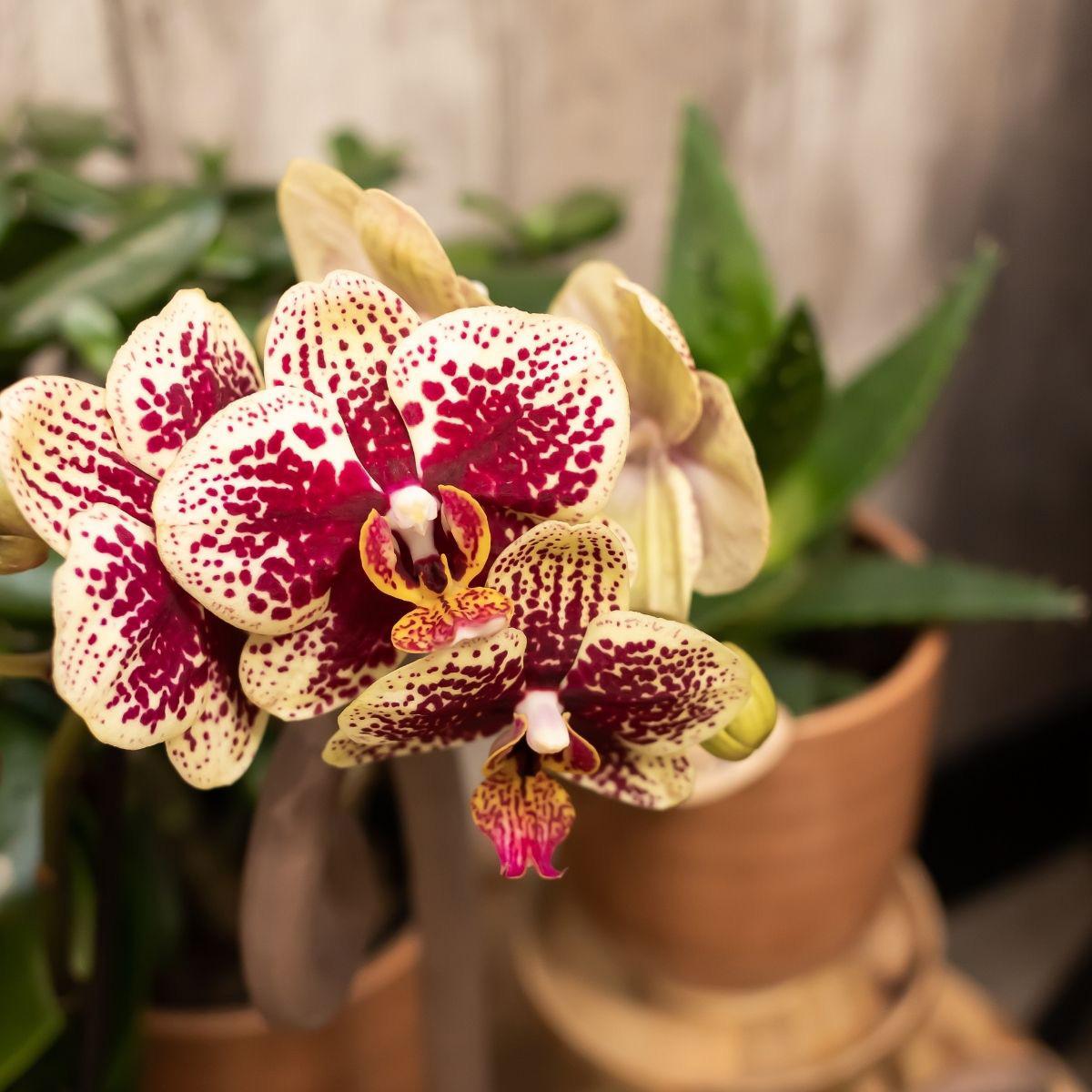 2er Set Phalaenopsis Spanien Rot-Gelb Ø9cm – Pflanzfix24.de - Pflanzfix24.de