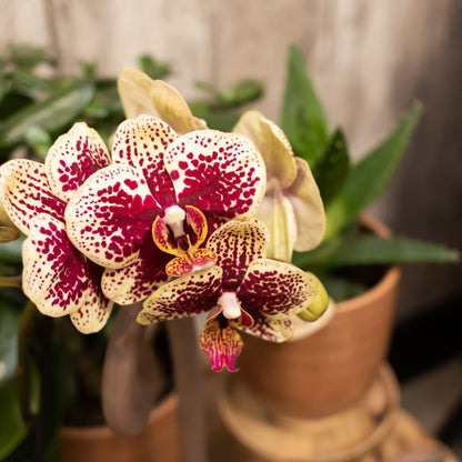 2er Set Phalaenopsis Spanien Rot-Gelb Ø9cm – Pflanzfix24.de - Pflanzfix24.de
