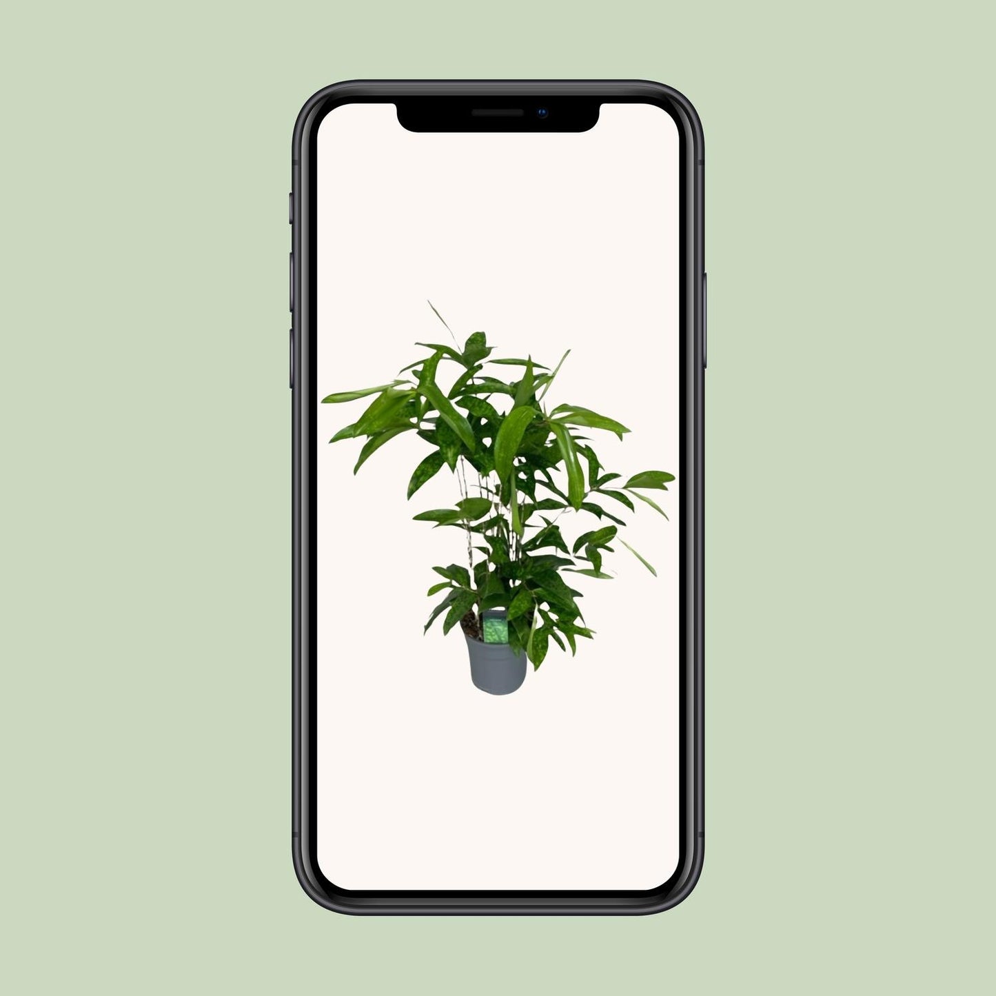 Dracaena Surculosa - Ø17cm - ↕60cm - Pflanzfix24