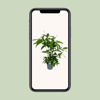 Dracaena Surculosa - Ø17cm - ↕60cm - Pflanzfix24